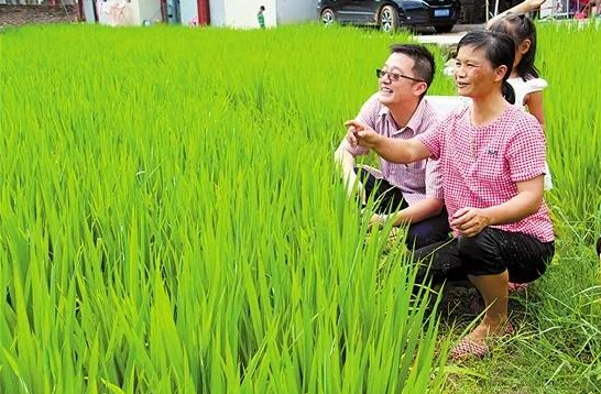 王文超帮助村民及时调整种植品种，贫困户简丽金种植了三亩紫色稻米。.png