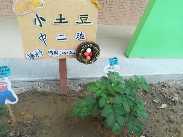 区大龙街旧水坑幼儿园的幼儿种的土豆。.jpg