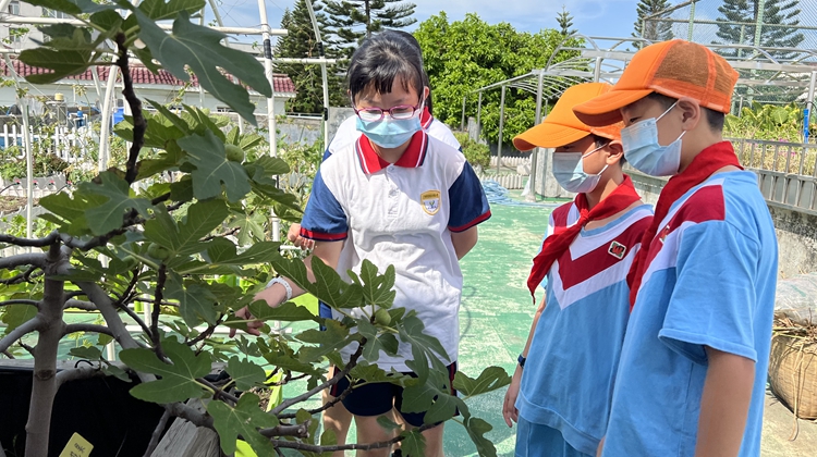 沧联小学向文德路小学同学介绍作物_副本.jpg